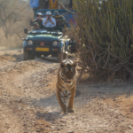 Enjoy a jungle safari in jim corbett