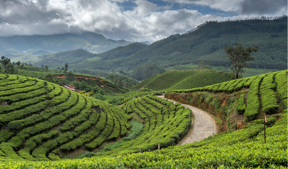 backwaters , spice city trip of kerala under 50k budget package